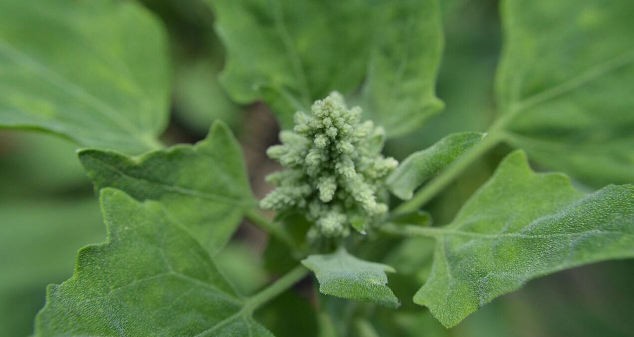 Ya viene la Primera Cumbre de la Quinua o Quinoa